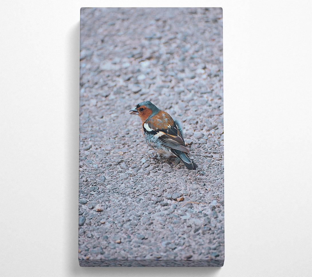  A Canvas Print of Blue Bird On Gravel Canvas Wall Art