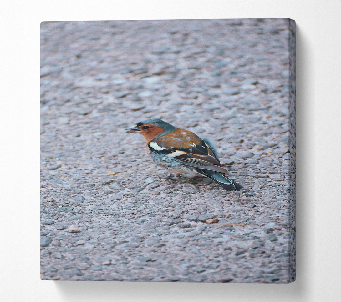  A Canvas Print of Blue Bird On Gravel Canvas Wall Art