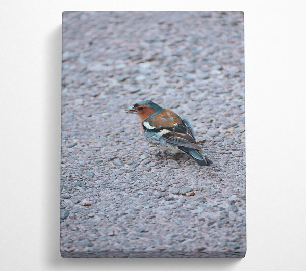  A Canvas Print of Blue Bird On Gravel Canvas Wall Art