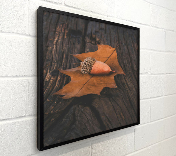 Brown Acorn On Leaf