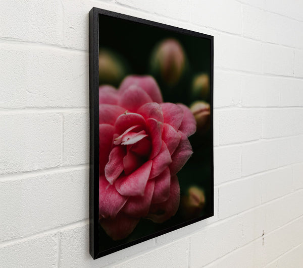 Pink Flower Bloom