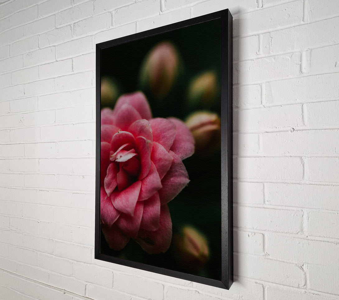  A Canvas Print of Pink Flower Bloom Canvas Art