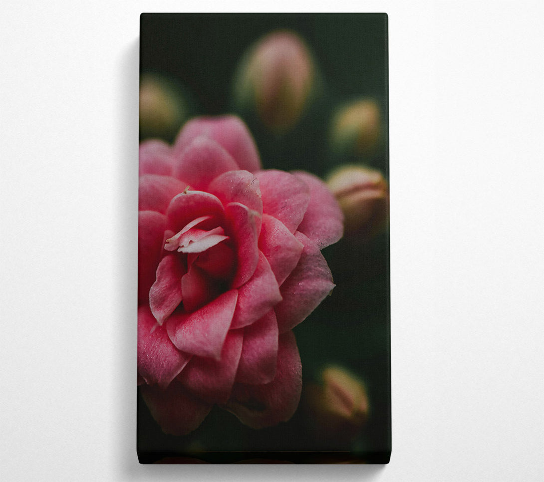  A Canvas Print of Pink Flower Bloom Canvas Art