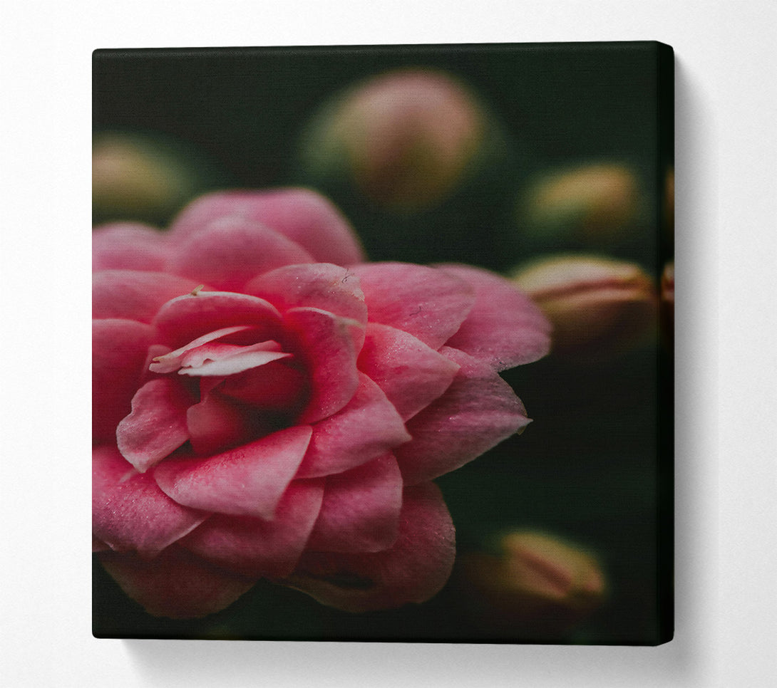  A Canvas Print of Pink Flower Bloom Canvas Art
