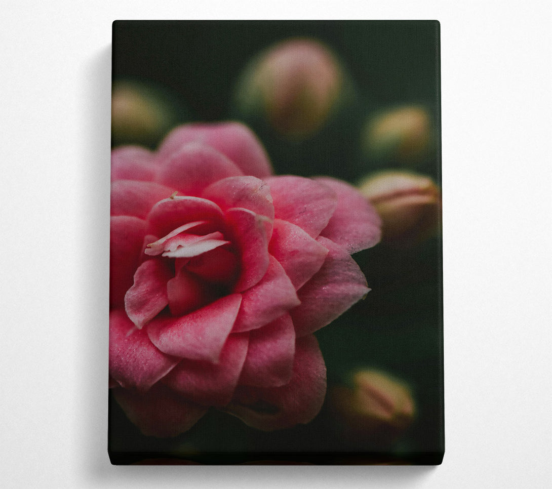  A Canvas Print of Pink Flower Bloom Canvas Art