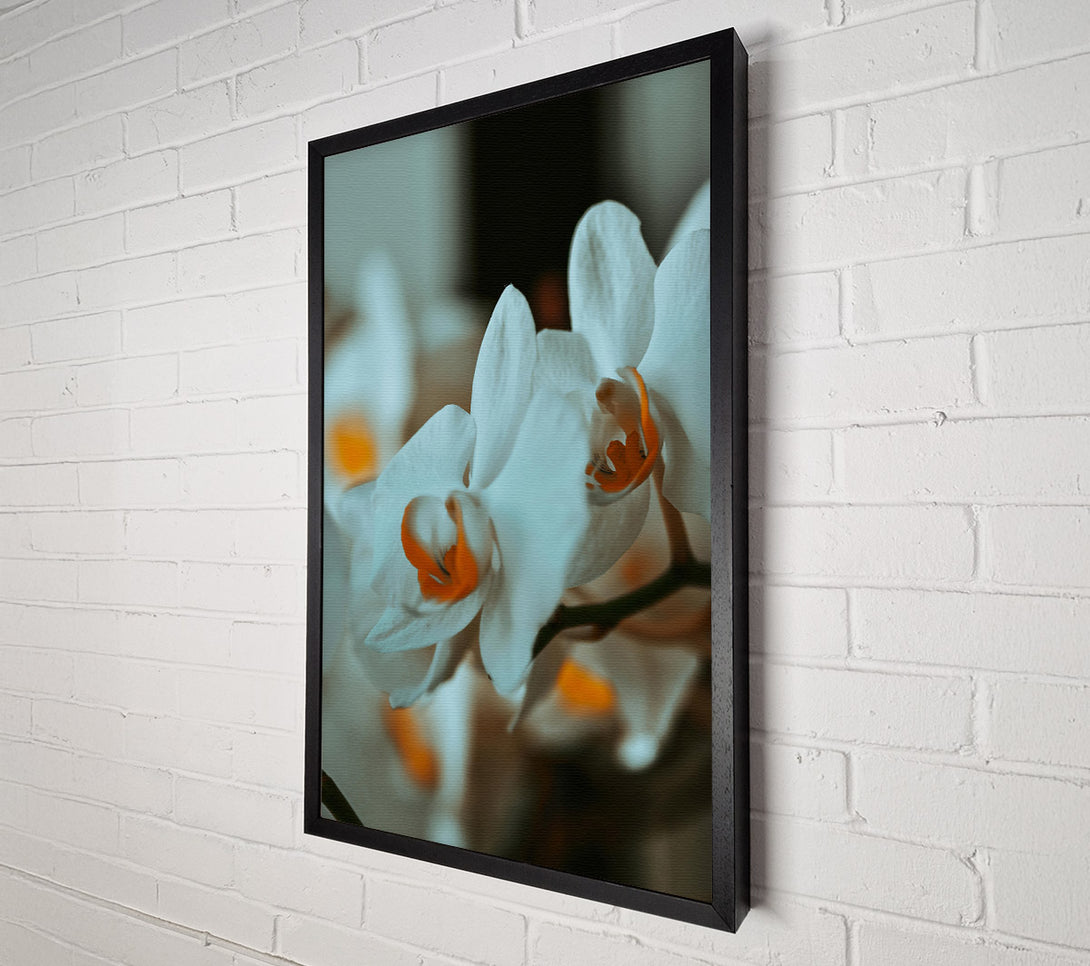  A Canvas Print of White Orchid Bloom Canvas Print