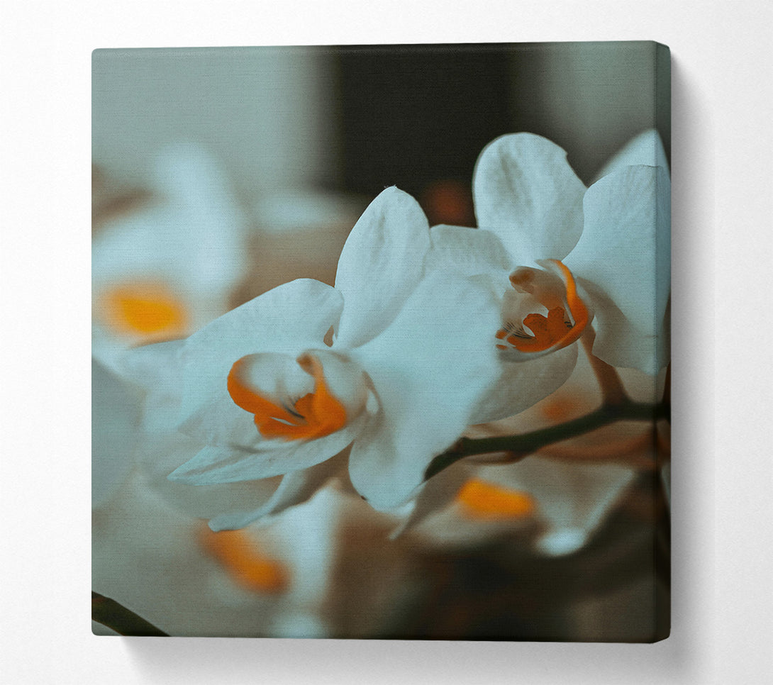  A Canvas Print of White Orchid Bloom Canvas Print