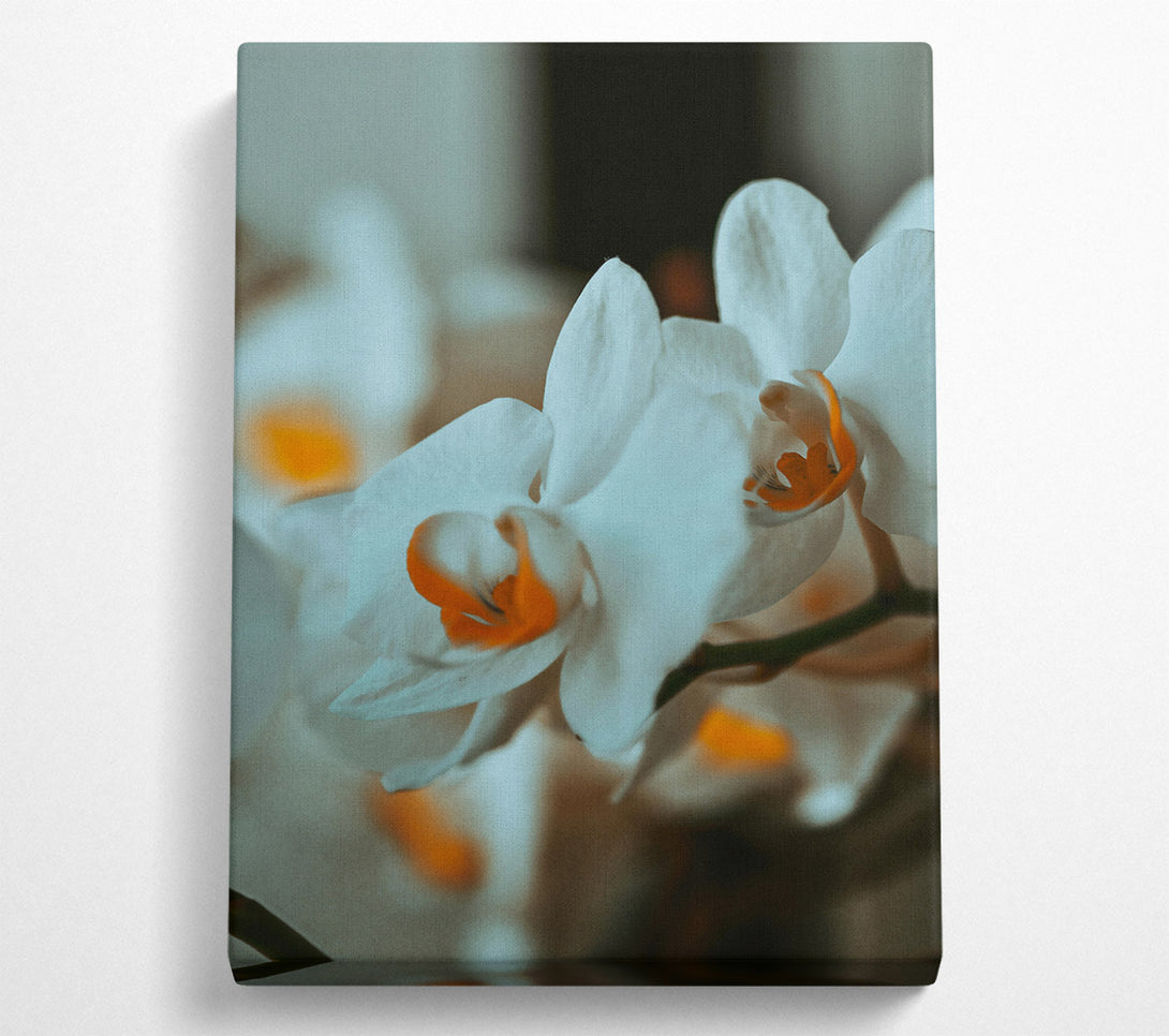  A Canvas Print of White Orchid Bloom Canvas Print