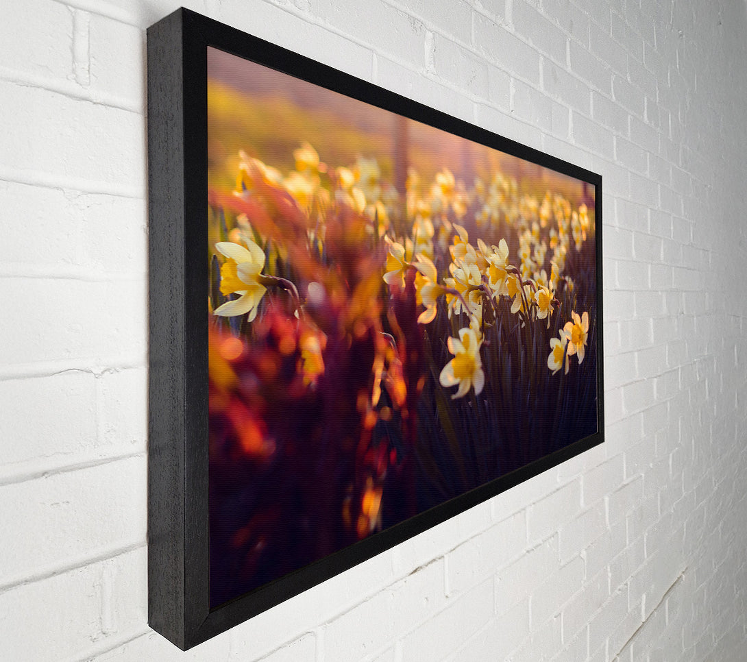  A Canvas Print of Golden Sunlit Daffodils Canvas Print