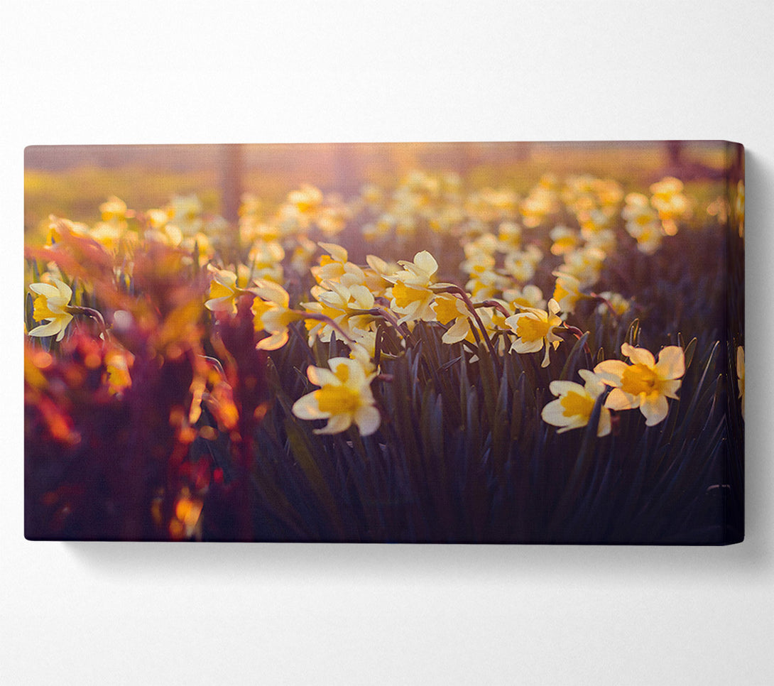  A Canvas Print of Golden Sunlit Daffodils Canvas Print