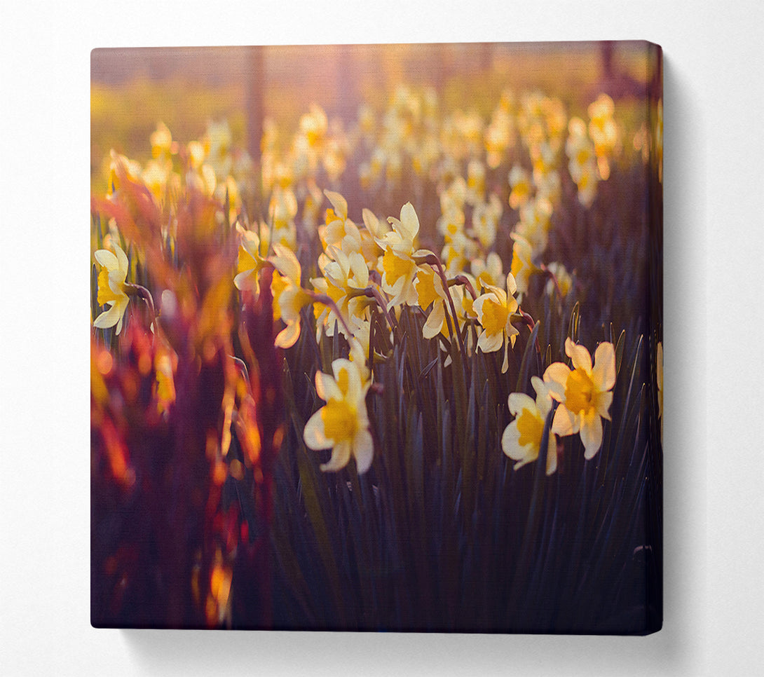  A Canvas Print of Golden Sunlit Daffodils Canvas Print