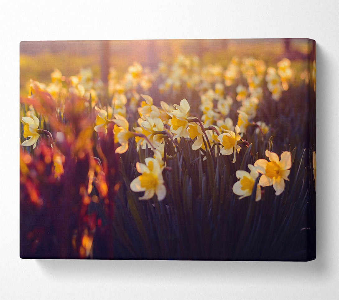  A Canvas Print of Golden Sunlit Daffodils Canvas Print