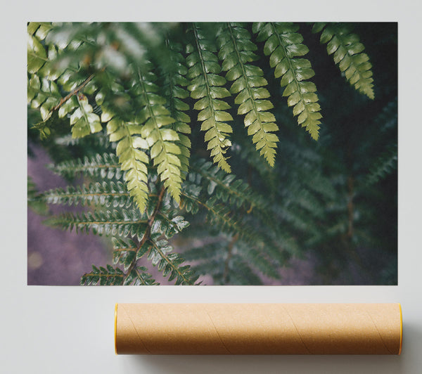 Emerald Fern Fronds Giclee Print