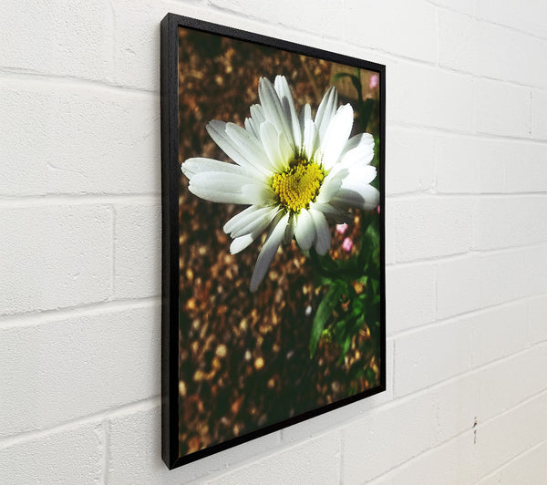 White Daisy Bloom