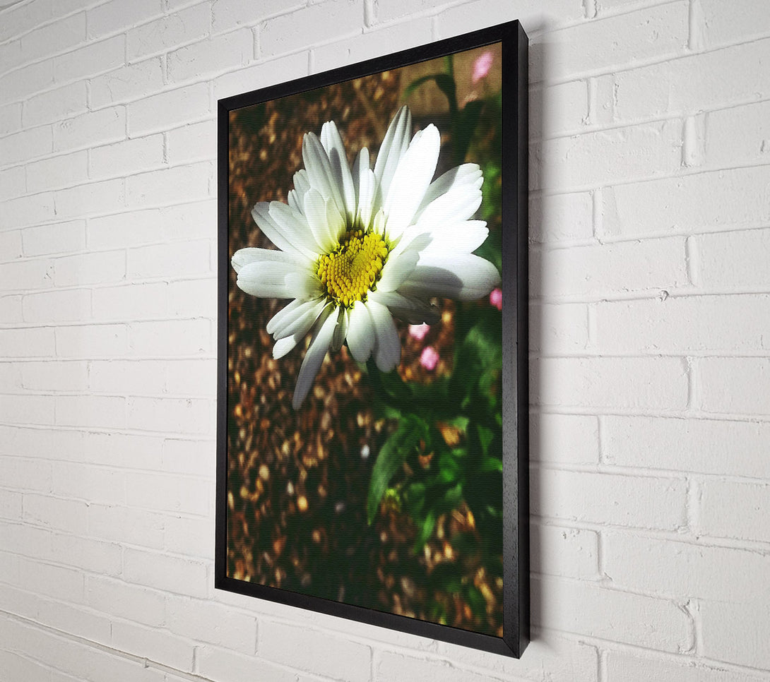 A Canvas Print of White Daisy Bloom Canvas Print