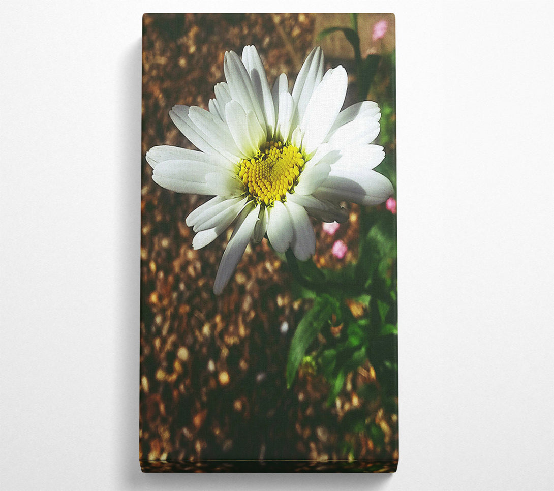  A Canvas Print of White Daisy Bloom Canvas Print