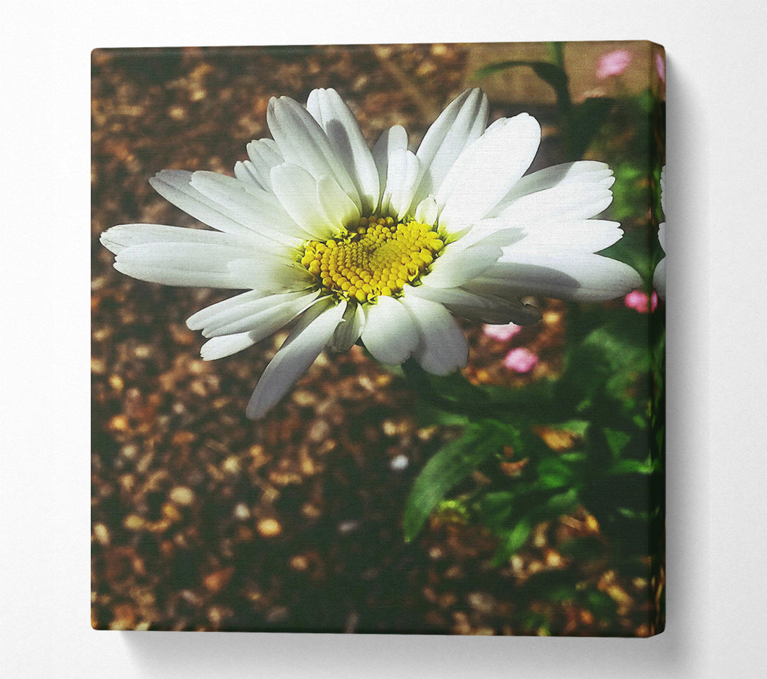  A Canvas Print of White Daisy Bloom Canvas Print