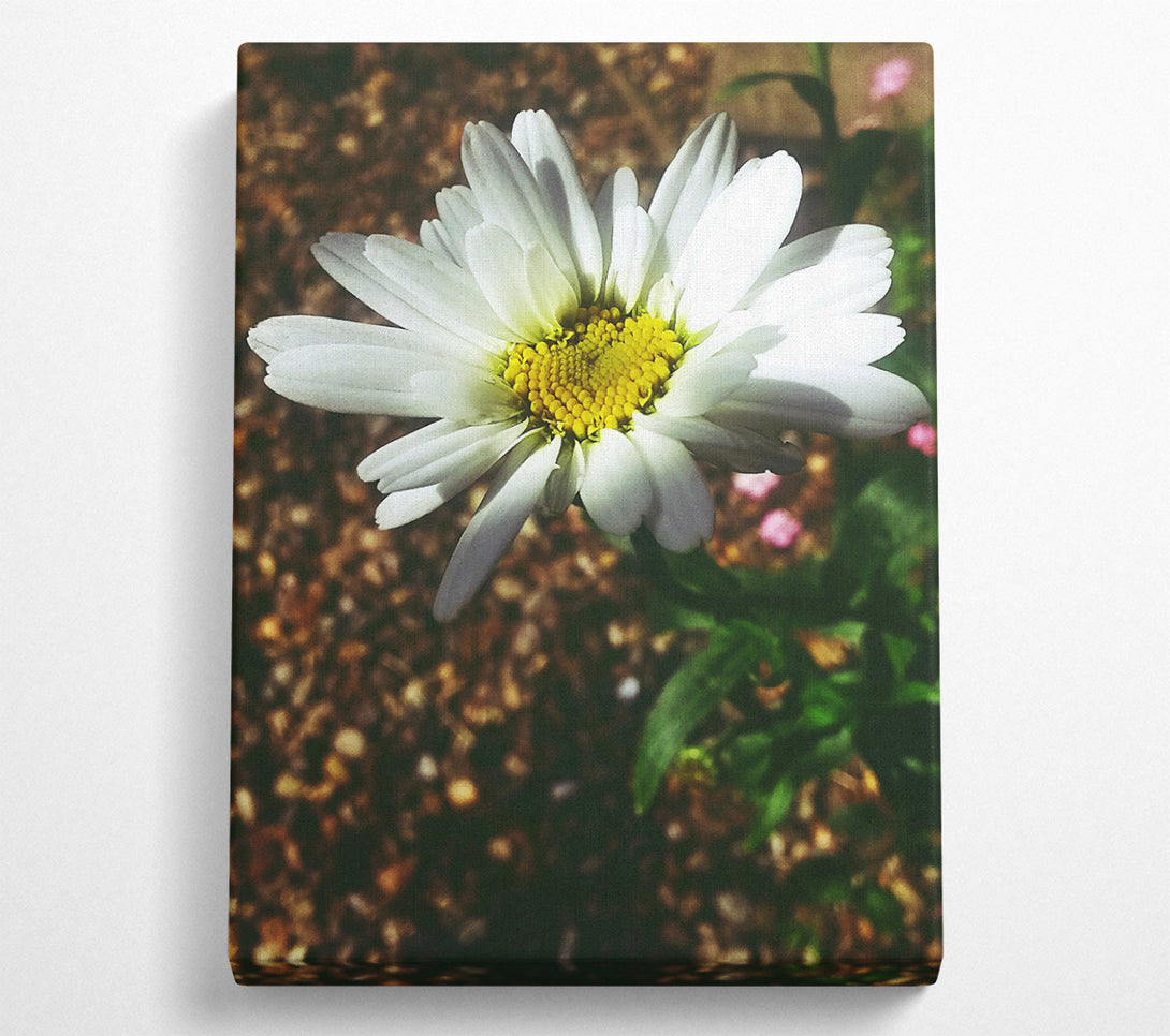  A Canvas Print of White Daisy Bloom Canvas Print