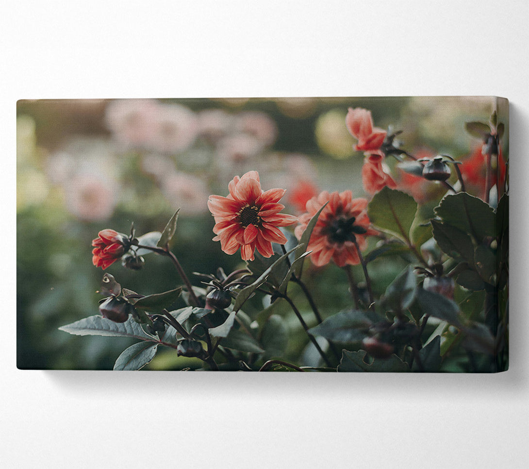  A Canvas Print of Salmon Bloom Burst Canvas Print
