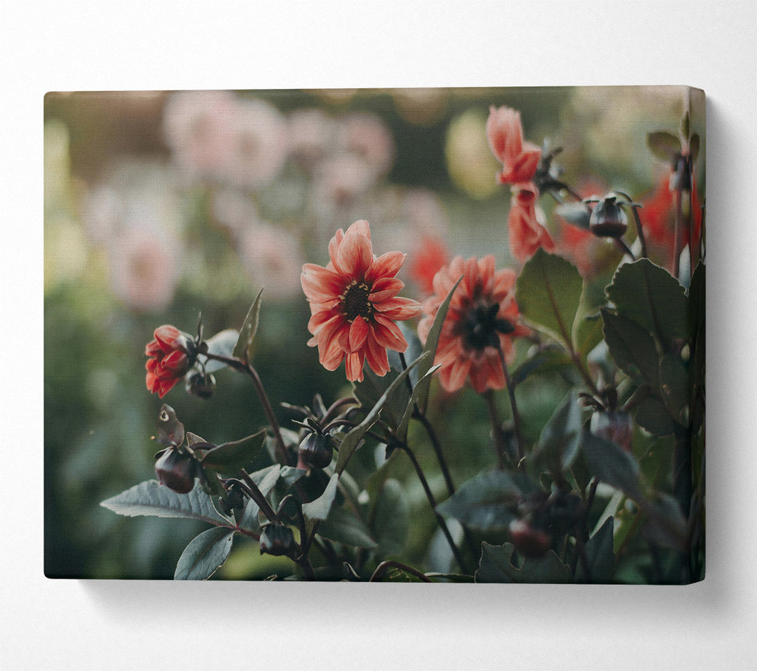  A Canvas Print of Salmon Bloom Burst Canvas Print