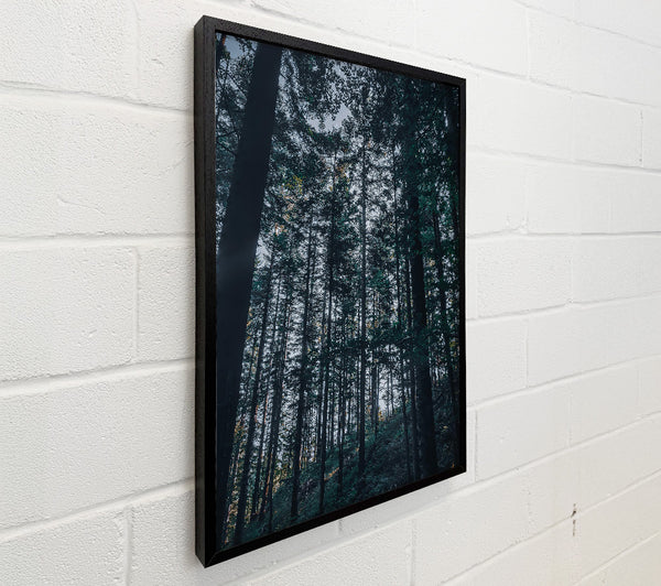 Emerald Forest Shadows