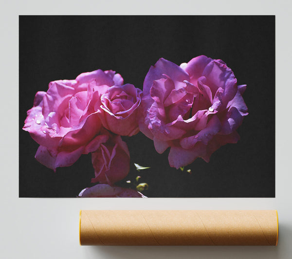 Pink Rose Duet Poster