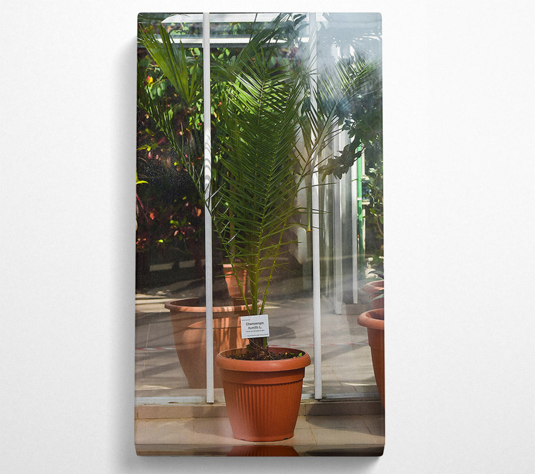  A Canvas Print of Terracotta Palm Sprout Canvas Art