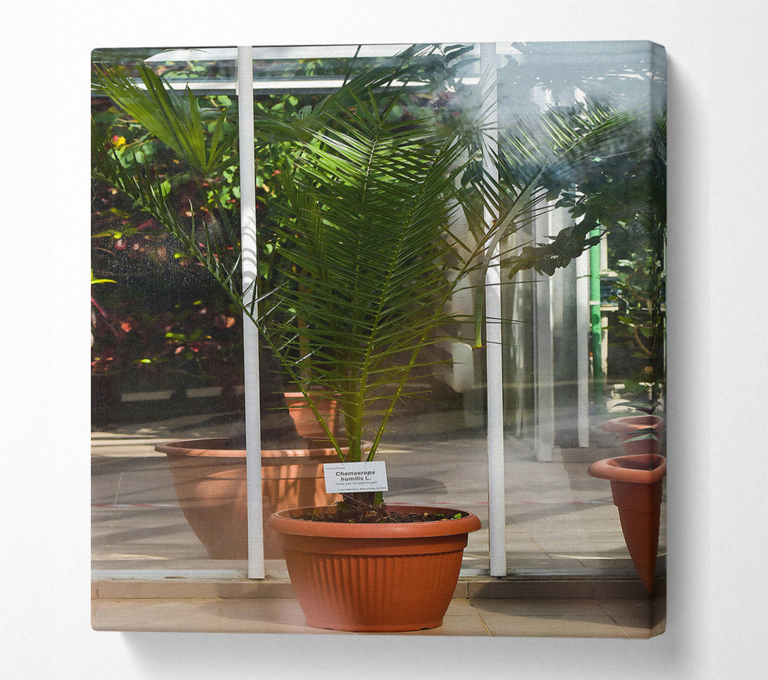  A Canvas Print of Terracotta Palm Sprout Canvas Art