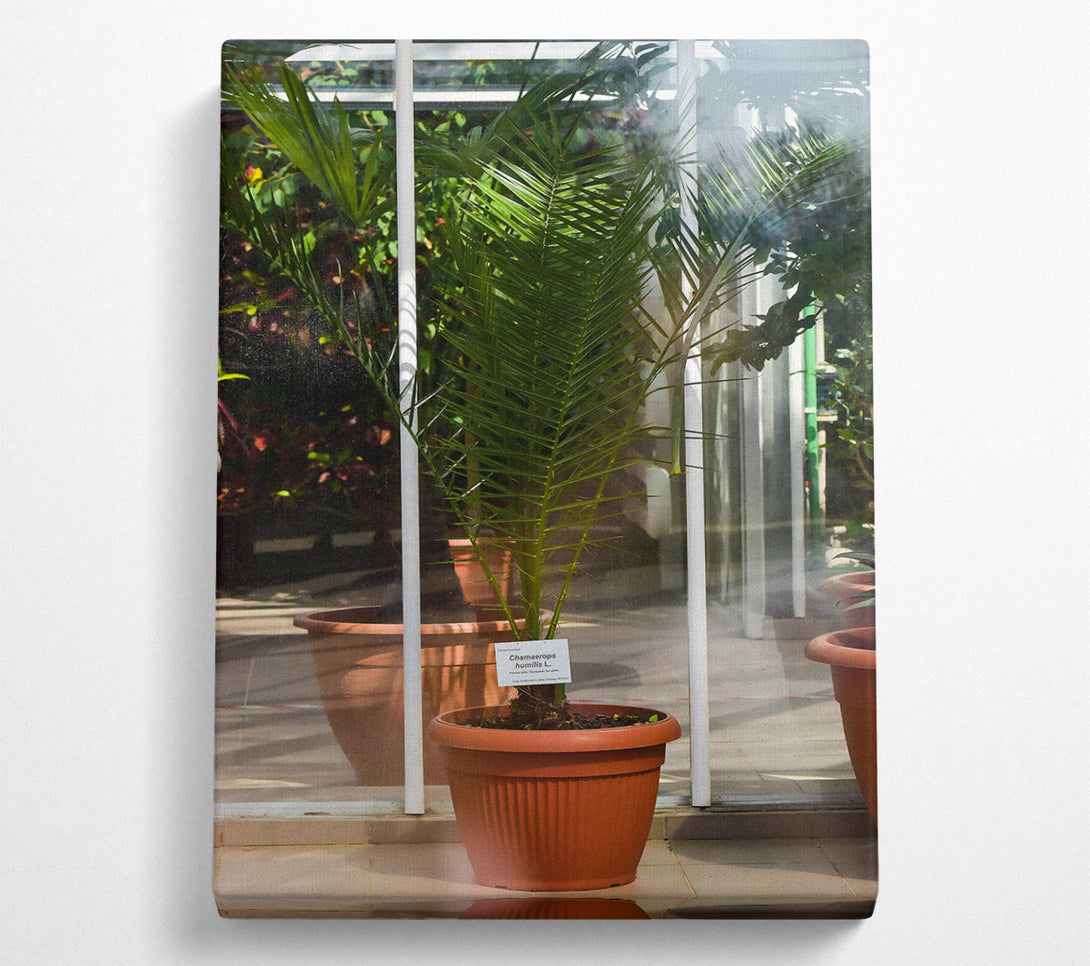  A Canvas Print of Terracotta Palm Sprout Canvas Art