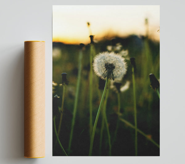 Green Field Dandelion Print
