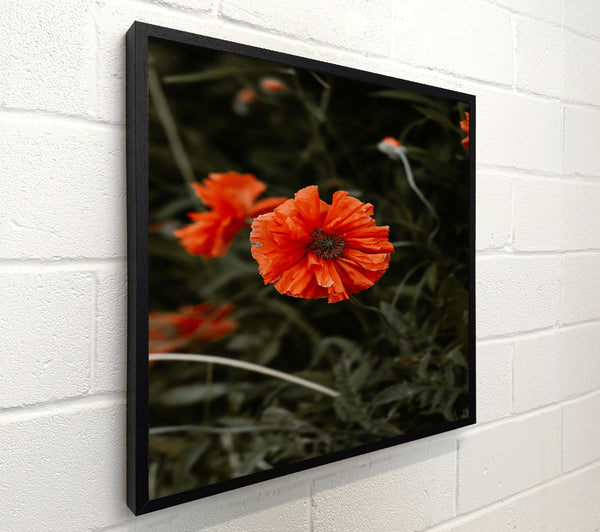 Crimson Poppy Bloom