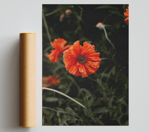 Crimson Poppy Bloom Giclee Print