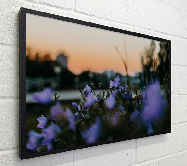 Purple Sunset Blooms