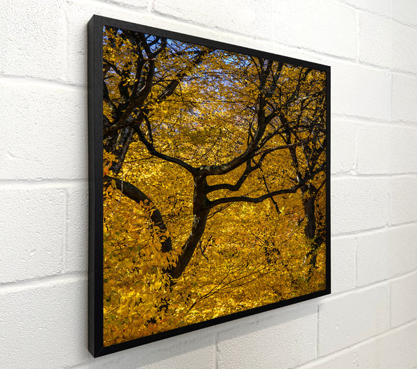 Golden Branch Intertwined