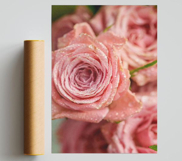 Pink Dewy Roses Poster