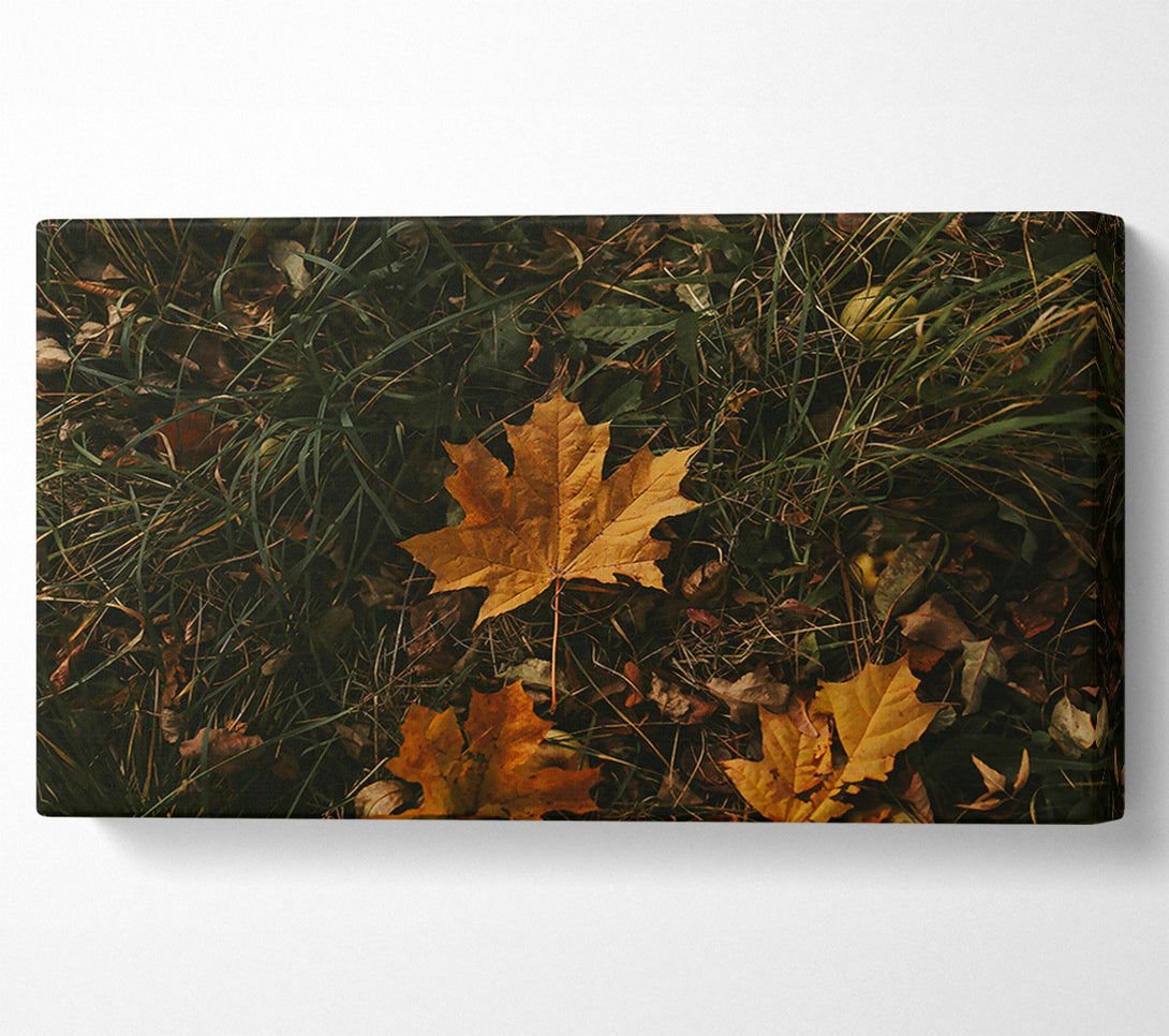  A Canvas Print of Golden Autumn Leaf Canvas Art