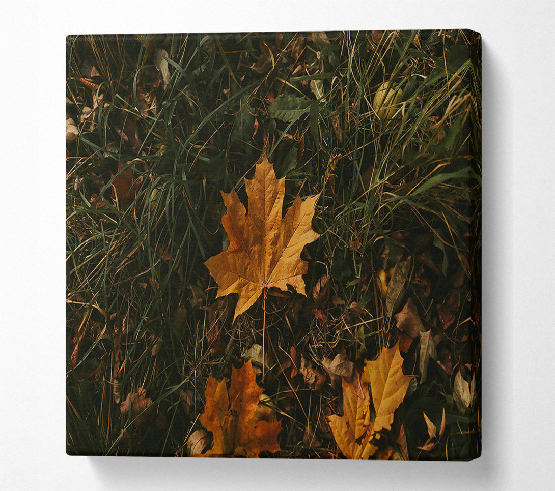  A Canvas Print of Golden Autumn Leaf Canvas Art
