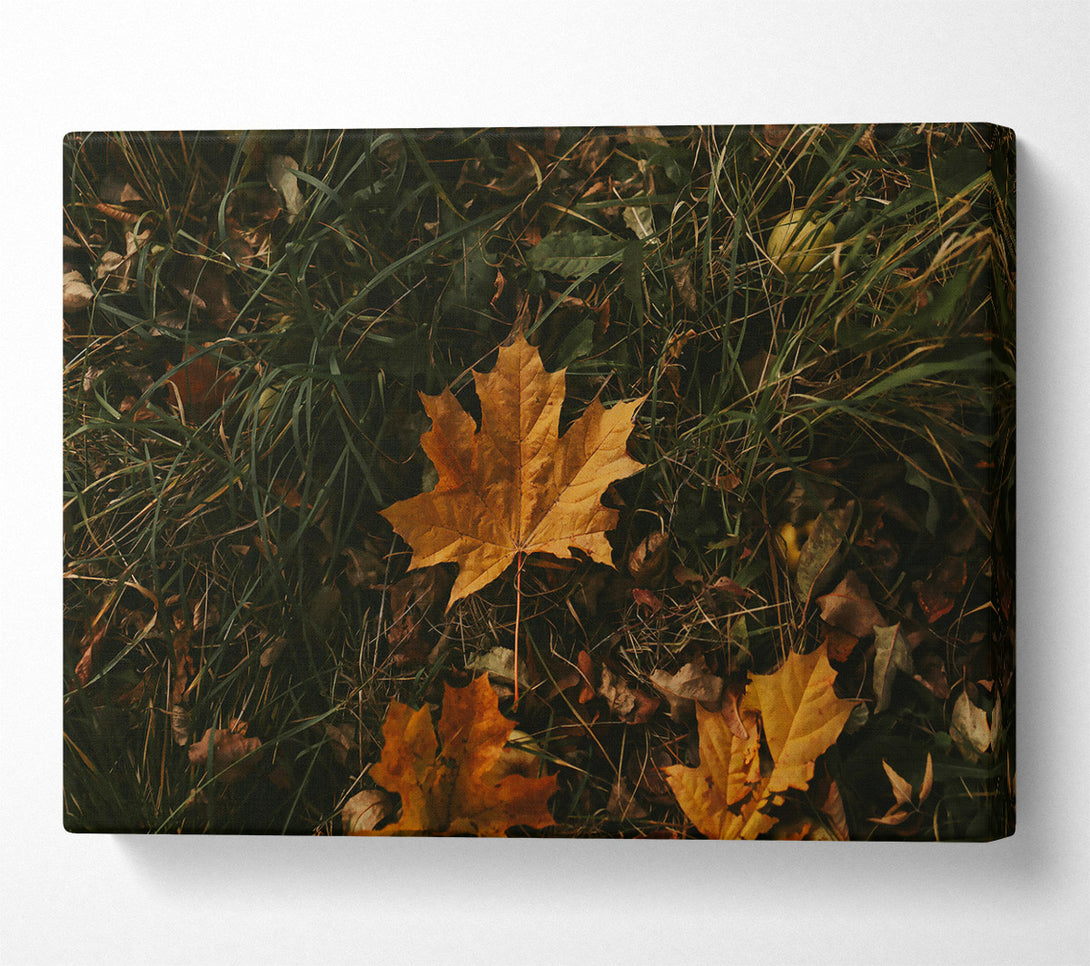  A Canvas Print of Golden Autumn Leaf Canvas Art
