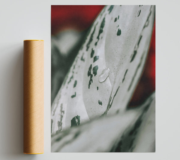 Silver Leaf Dewdrop Giclee Print