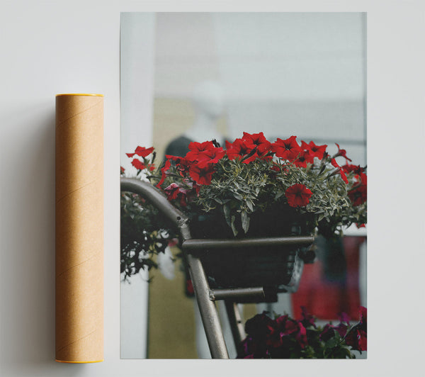 Crimson Blooms In Bloom Poster
