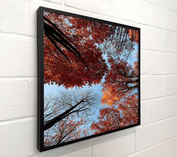 Crimson Canopy View