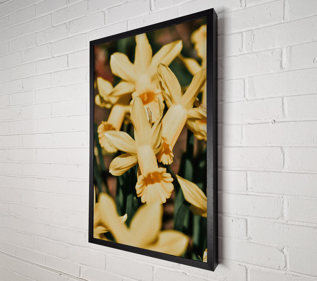  A Canvas Print of Golden Daffodil Embrace Canvas Print