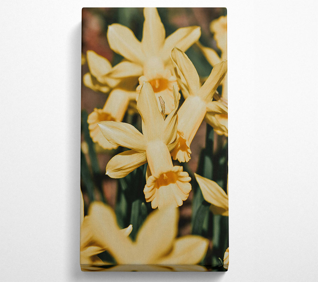  A Canvas Print of Golden Daffodil Embrace Canvas Print
