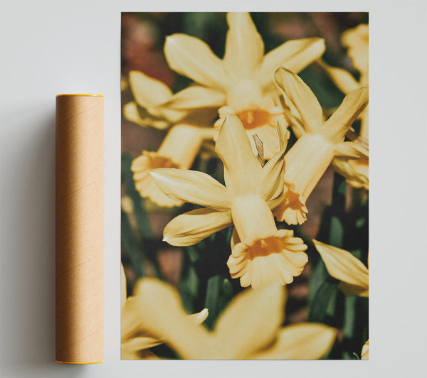 Golden Daffodil Embrace Print