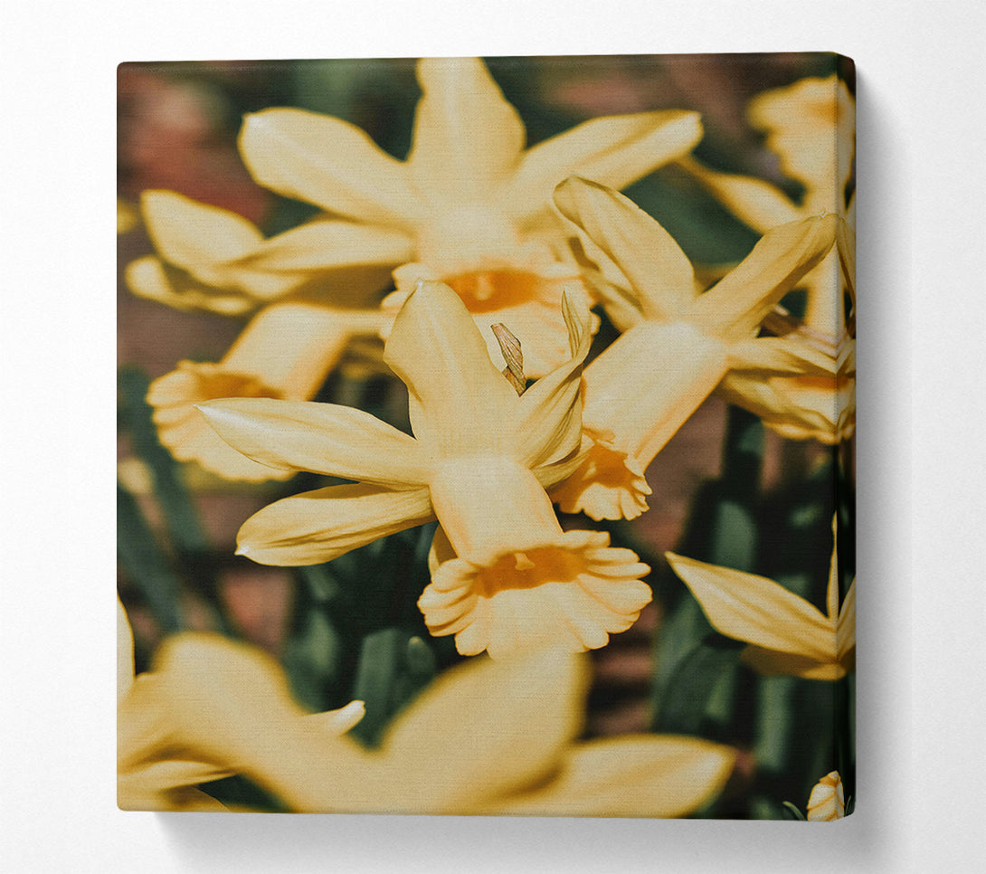  A Canvas Print of Golden Daffodil Embrace Canvas Print
