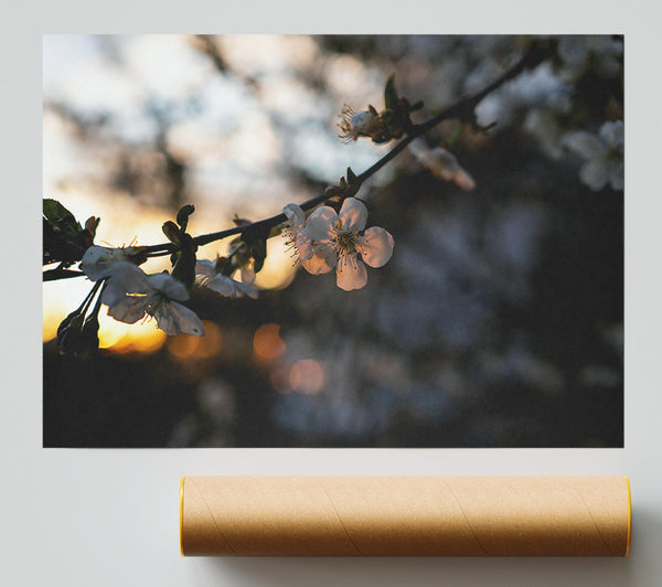 Golden Hour Blossoms Giclee Print