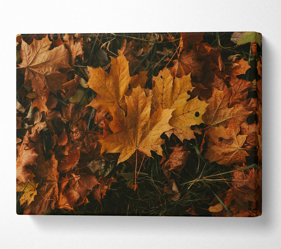  A Canvas Print of Golden Autumn Leaves Canvas Wall Art