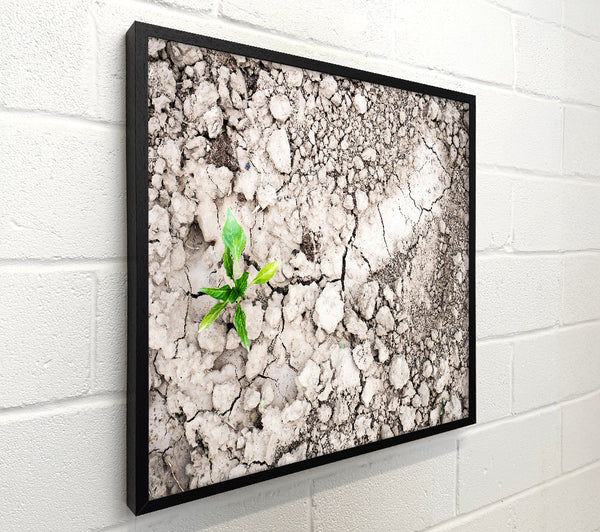 Green Life In Grey Soil.