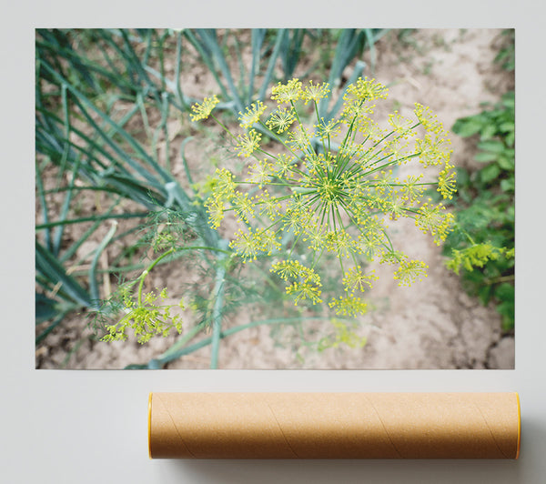 Green Dill Bloom Print