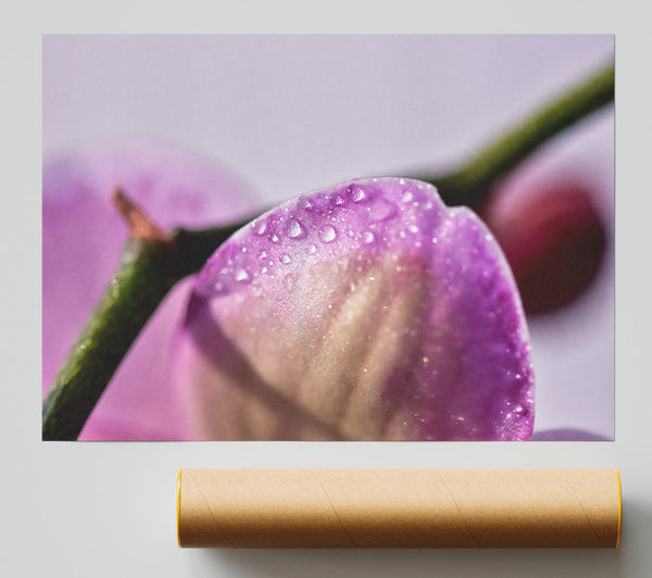 Purple Petal Dewdrops Print